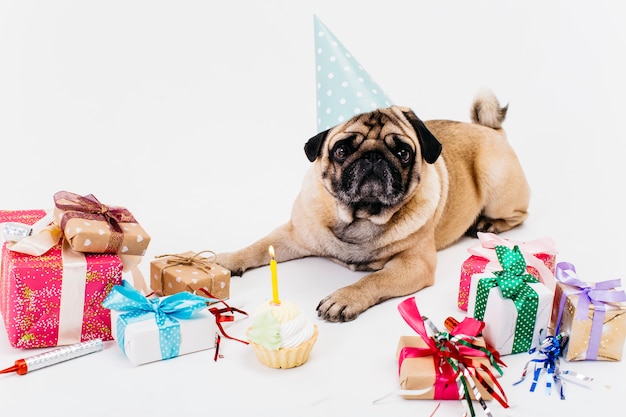 Birthday dog with gifts