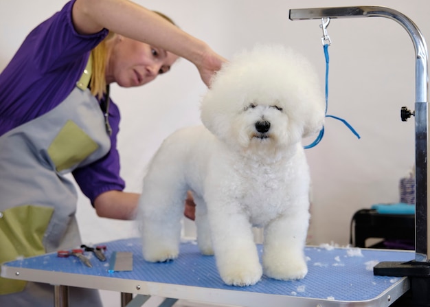 Bishon dog grooming and care on the table.