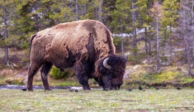 Bison eating grass in american landscape yellowstone national park