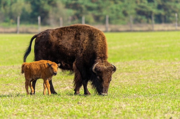 Bison female and small bison in nature