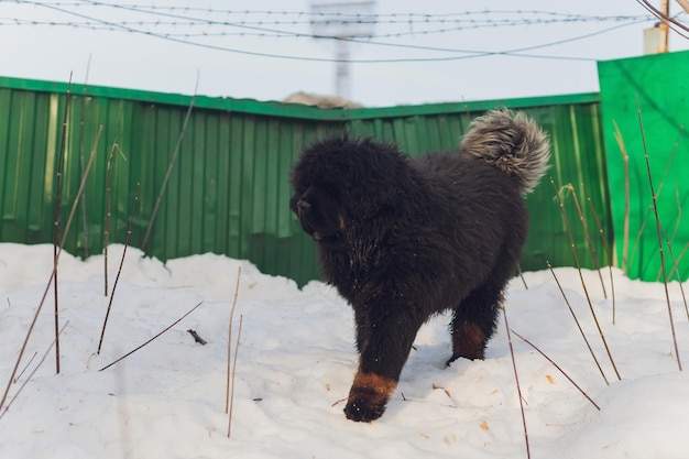 Bitch dog breed tibetan mastiff standing in the snow