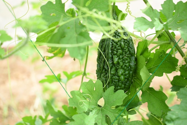 Bitter gourd or Green Bitter gourd hanging from a tree on vegetable farm ripe bitter gourd hanging