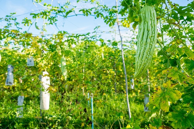 Bitter gourd ivy in farm cultivation