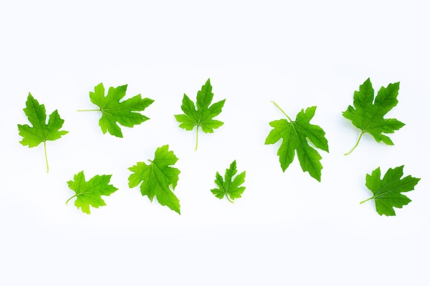 Bitter gourd leaves on white background top view