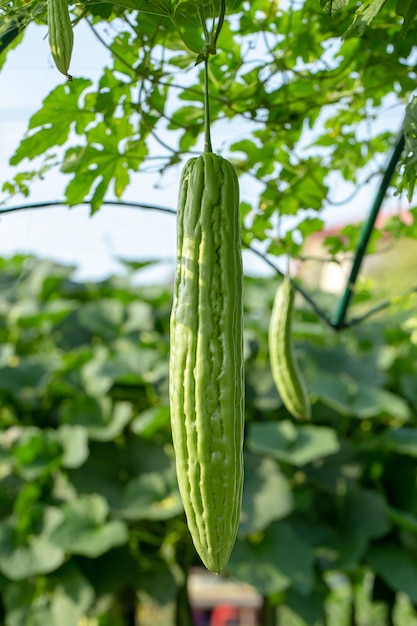 Bitter melon, Bitter gourd or Bitter squash hanging plants in a farm