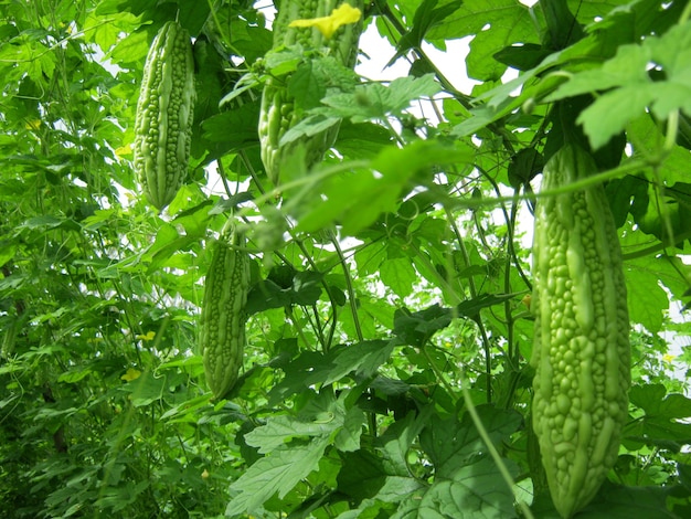 Bitter melon plant in garden