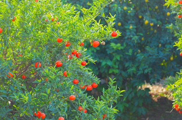 Bitter orange tree with fruits and leaves