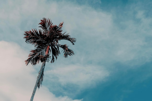 Bitter tree with blue sky background