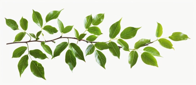 A Bitternut Hickory Branch Against A White Background