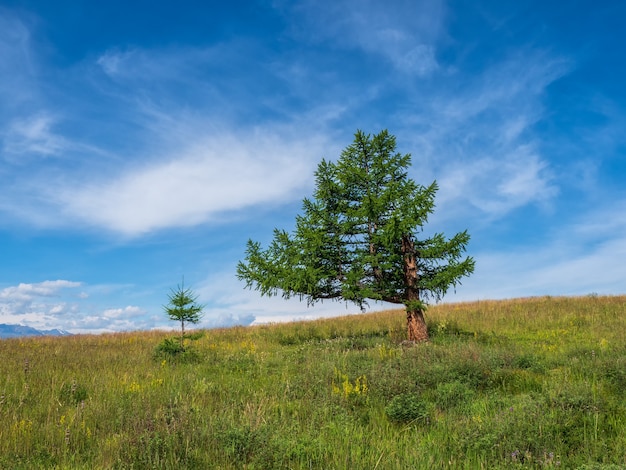 Bizarre lonely cedar tree against the background of snow-capped mountains. Atmospheric green landscape with tree in mountains.