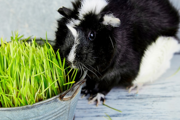 Blacck guinea pig near vase with fresh grass. Studio foto.