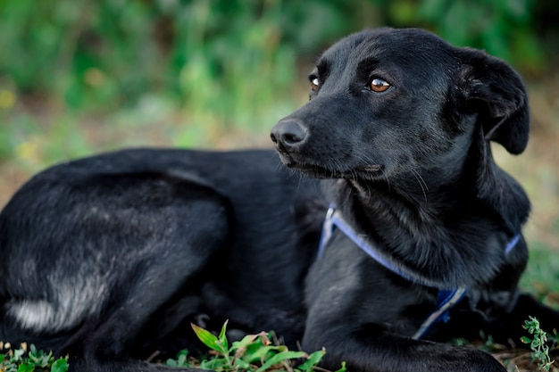 Black adult dog