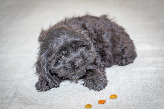 Black American Cocker Spaniel puppy eats dry dog food.