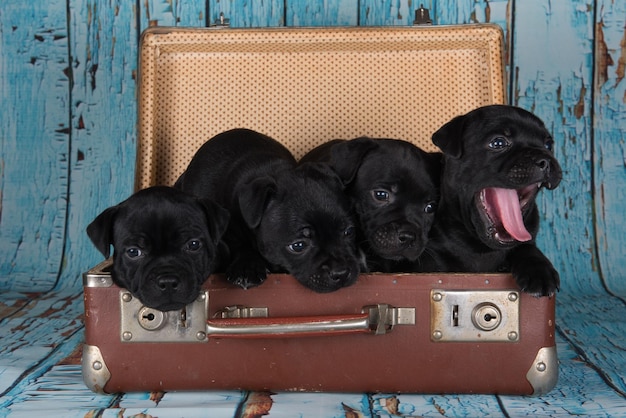 Black American Staffordshire Terrier dogs or AmStaff puppies in a retro suitcase on blue background