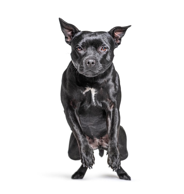 Black American Staffordshire terrier isolated on white