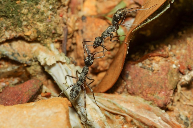 The black ant battle on dry leaf in nature