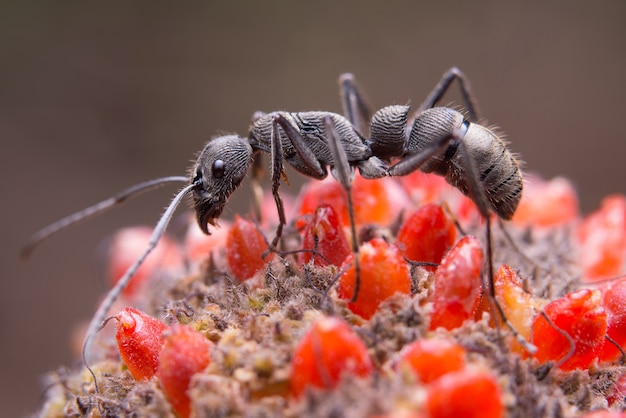 Black ant on flower