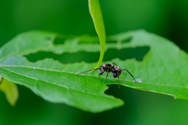 Black ant on green leaf