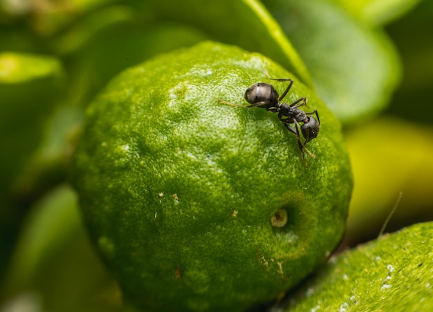 Black ants and bergamot