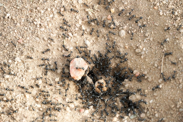 Black ants in desert near an anthill . Ant ground entrance