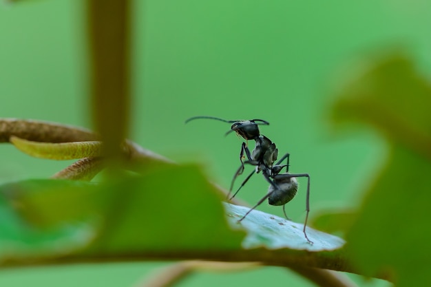 Black ants on  tree