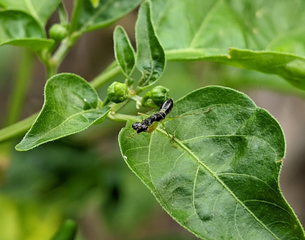 Photo black asian ant mantis on the leaf with blur background