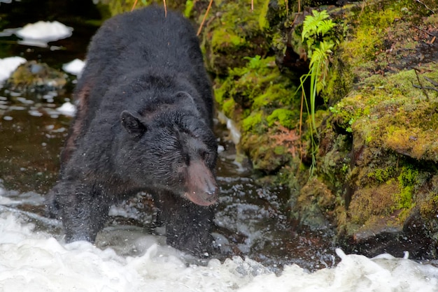 A black bear catching a salmon in Alaska river