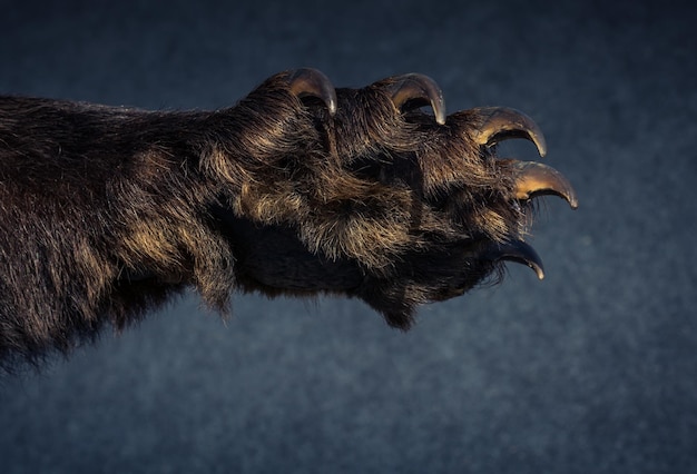 Black Bear Paw With sharp Claws