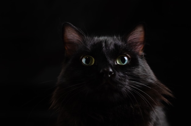 Black beautiful cat on black background with bright eyes.