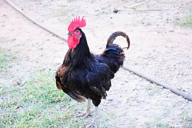 Black beautiful rooster