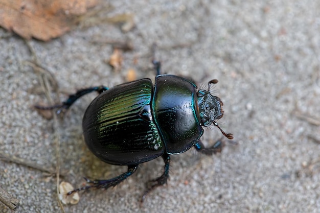 A black beetle creeps along the road