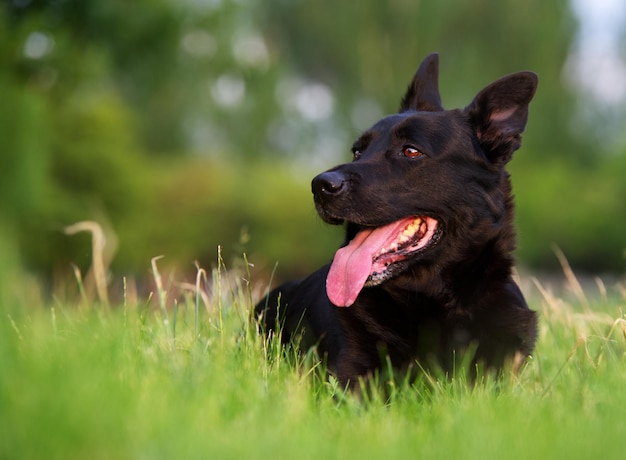 Black Belgian Shepherd resting on grass of natural park