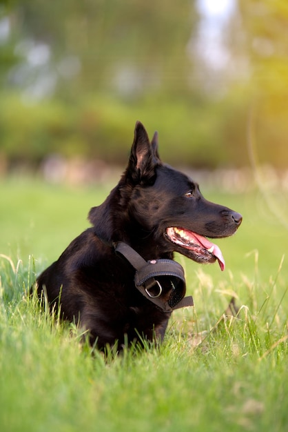 Black Belgian Shepherd sitting on grass resting and looking away