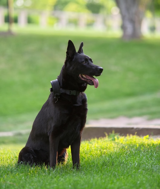 Black Belgian Shepherd sitting and looking away