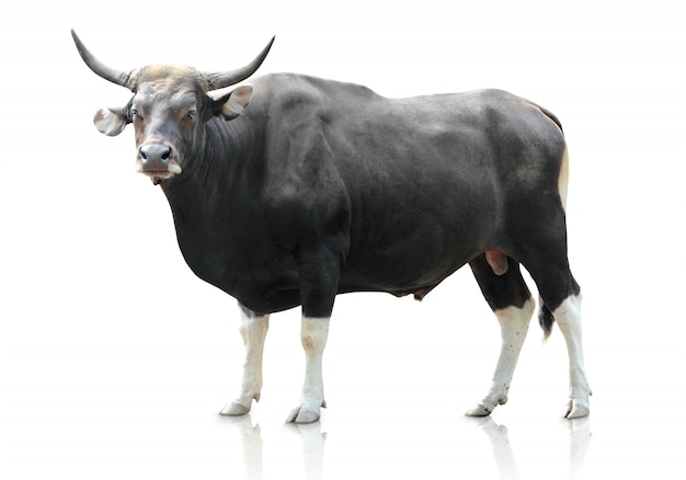 Black big cow isolated