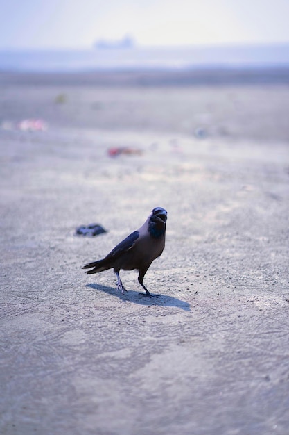 A black bird is standing on the ground