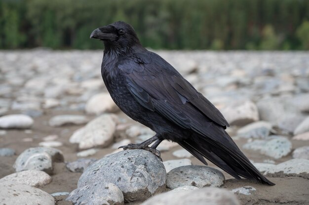 Photo black bird raven with sitting on the stone