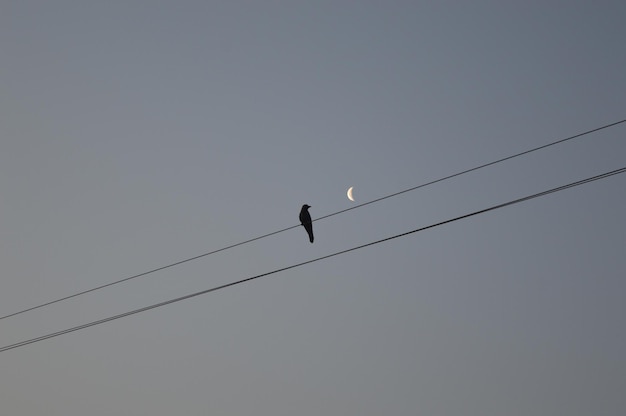 A black bird sitting on a wire with a half moon in the sky behind it and a half moon in the distance