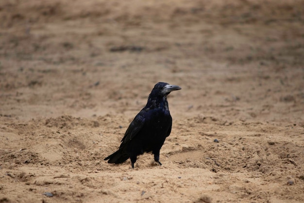 a black bird walks on the sand, a crow on a walk