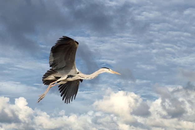 Black or blue heron while flying to its nest