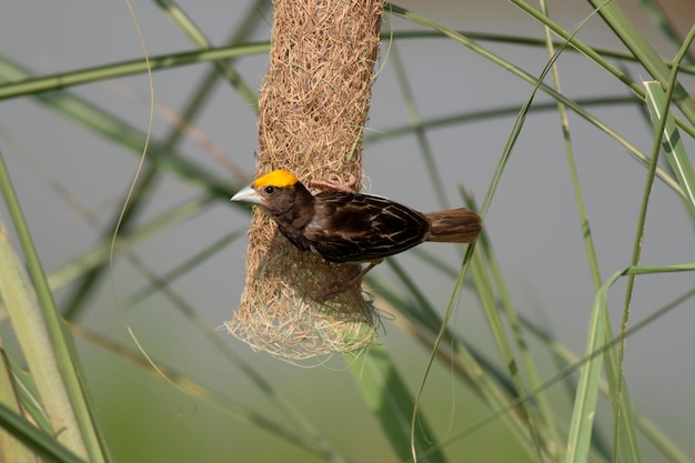 Photo black breasted weaver hanging with nest