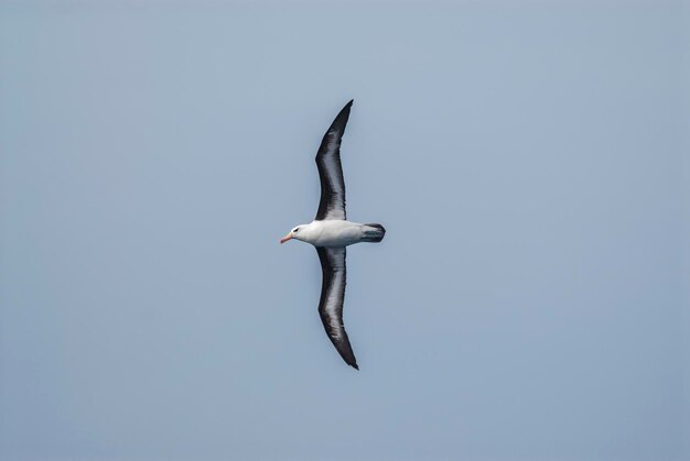 Black browed Albatross in flight Antartica