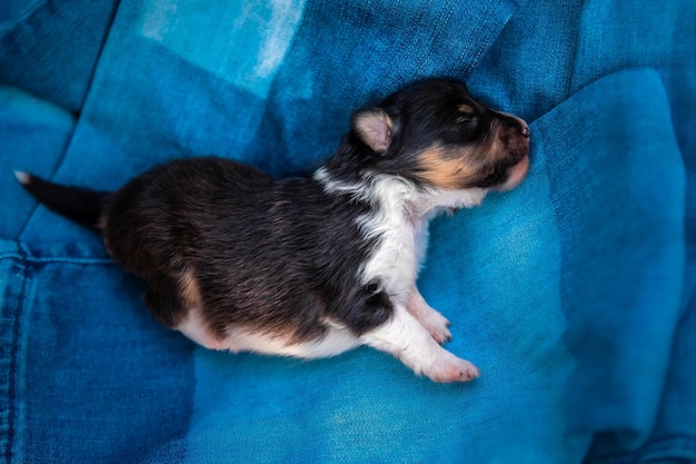 A black and brown puppy with white legs