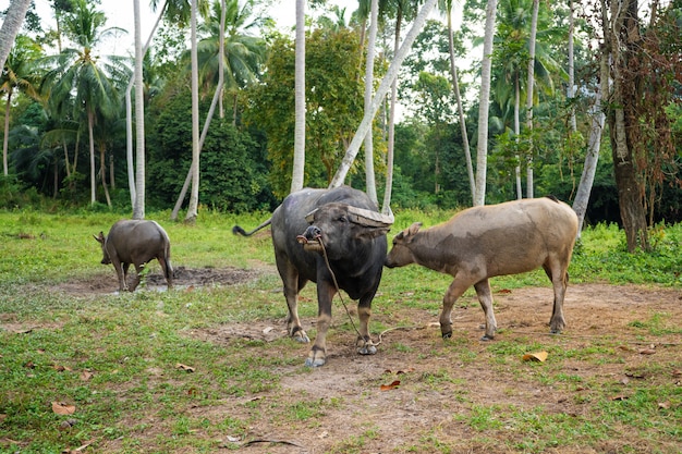 Black buffalo grazes in a meadow in the tropical jungle