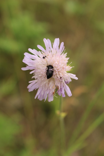 Photo a black bug on a purple flower