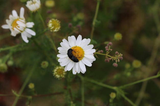 Photo a black bug on a white flower