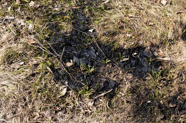 Black burnt grass and green leaves closeup