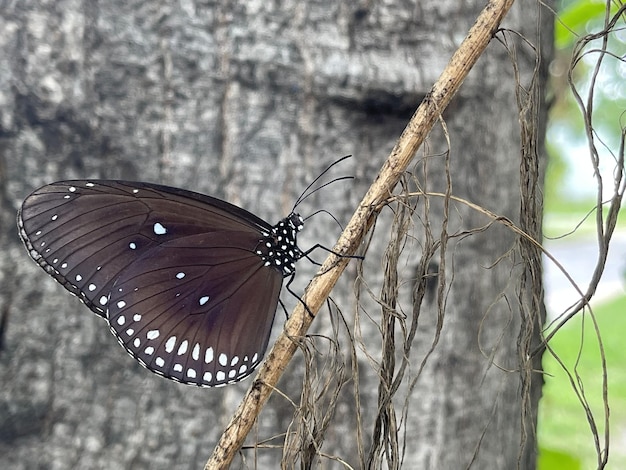 black butterfly in nature