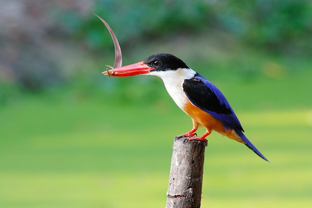 Photo black-capped kingfisher halcyon pileata beautiful birds of thailand