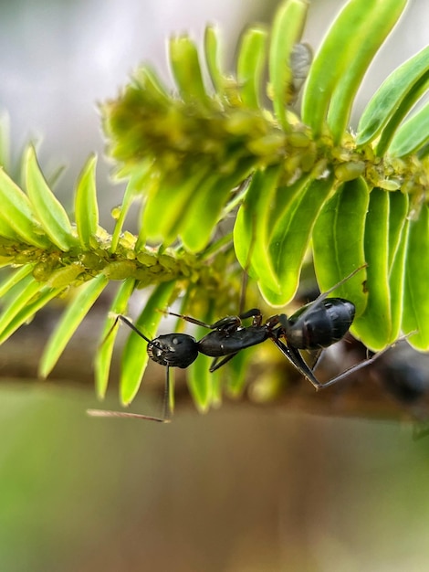 Photo black carpenter ant on leaf black ants on green leaf close up of the black ant on the green leaf i